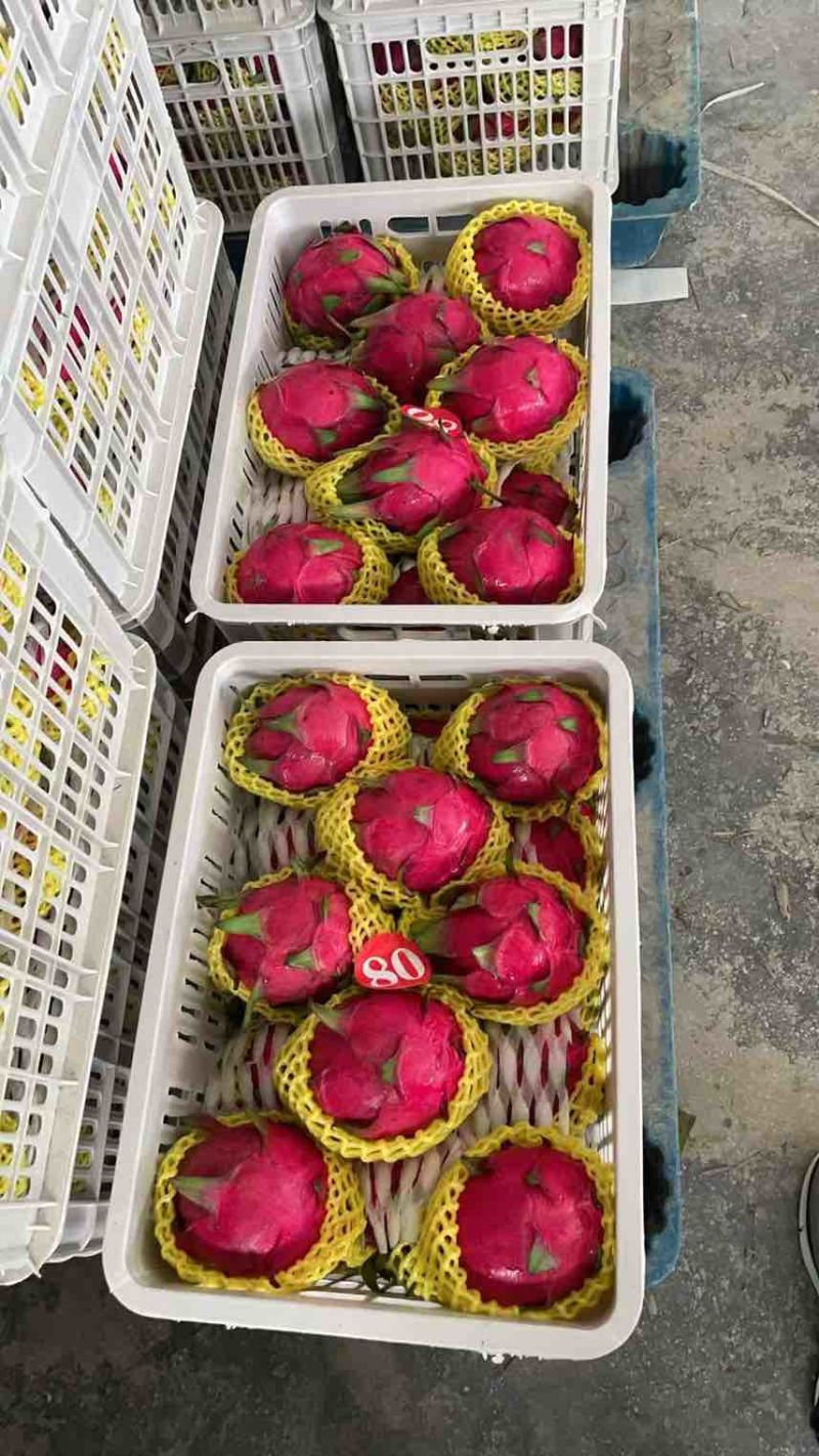 火龙果
