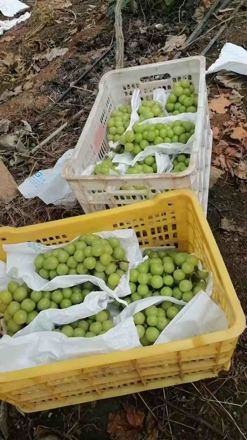 阳光玫瑰大量上市中。