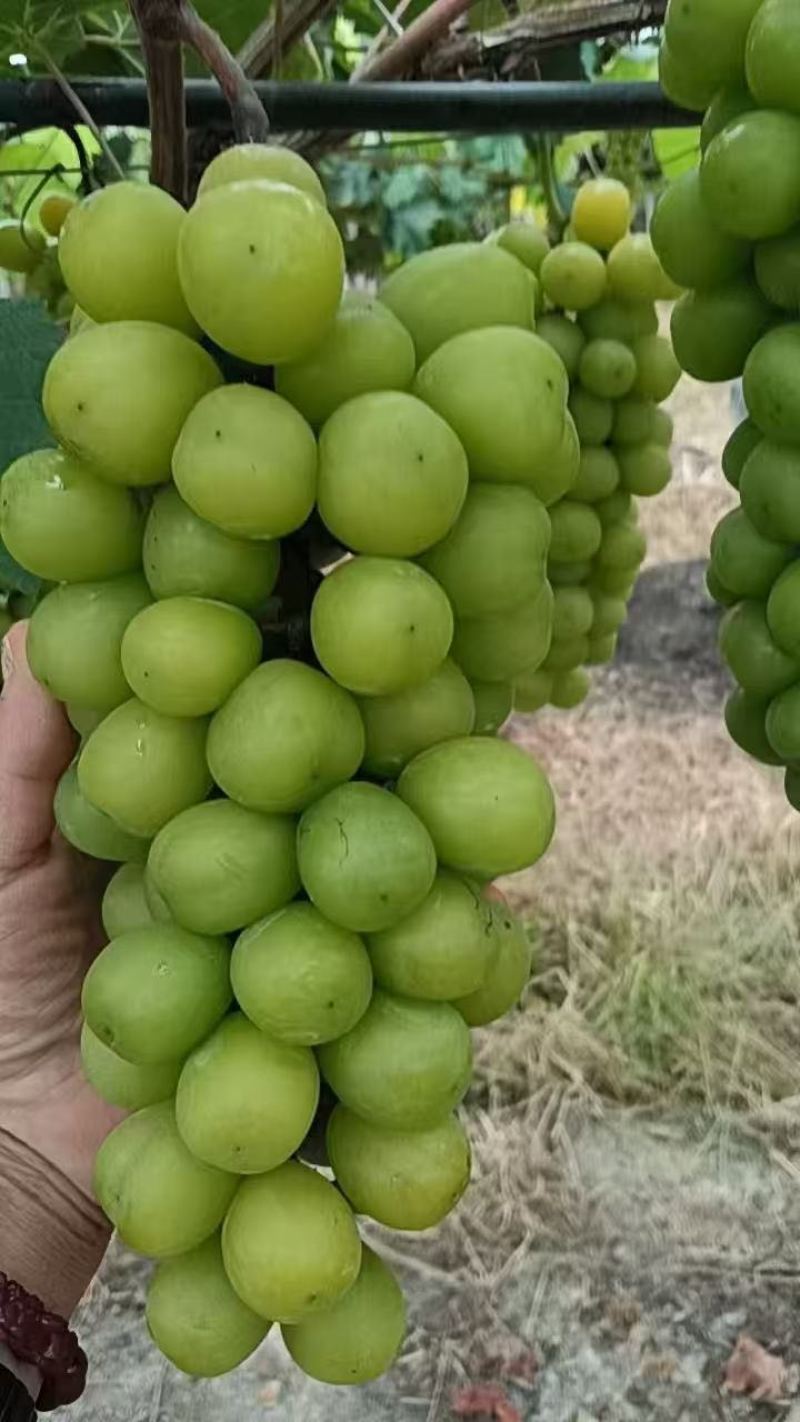 阳光玫瑰大量上市中。