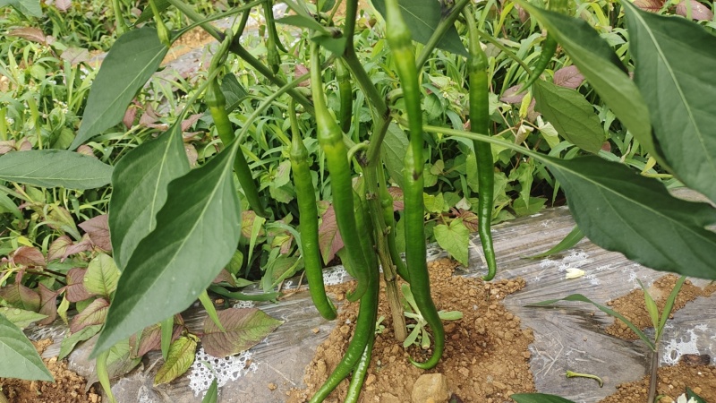 辣椒:8号线椒