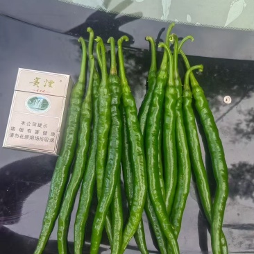 3号青线椒