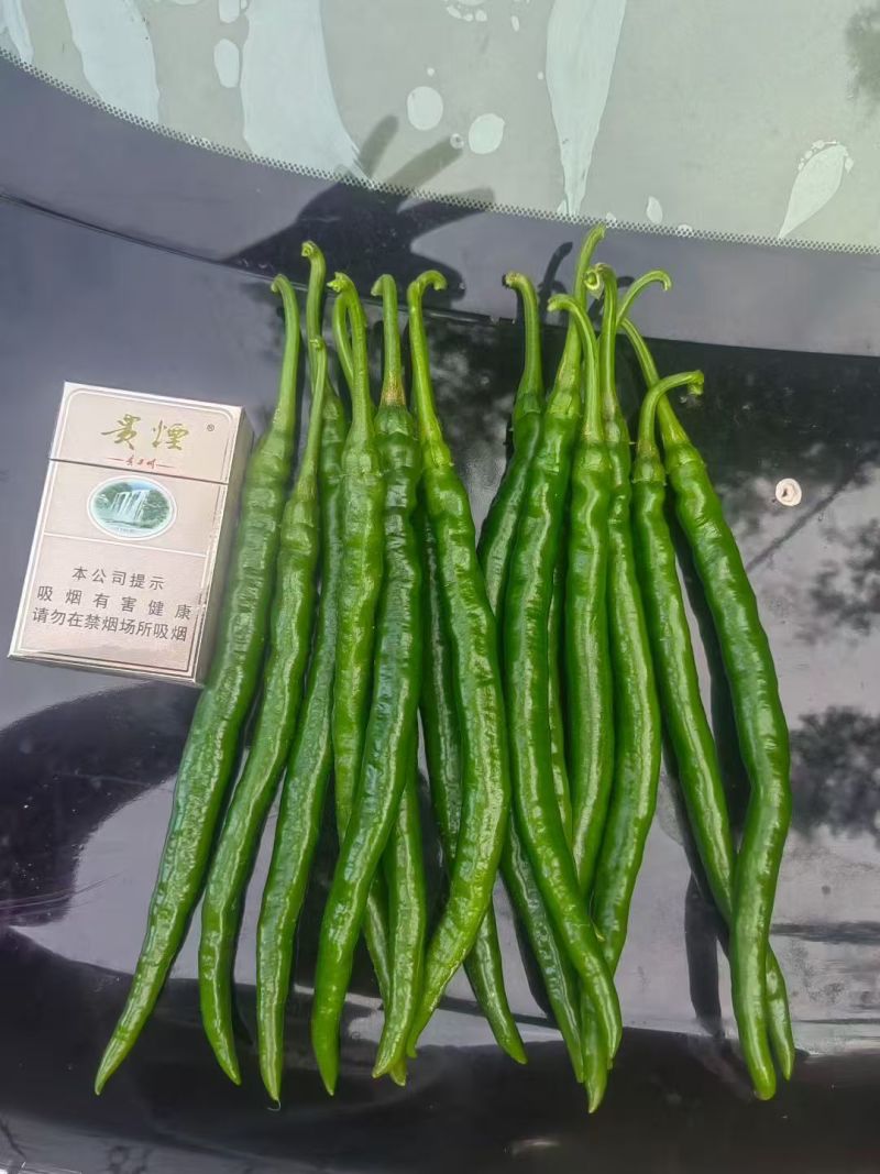 3号青线椒