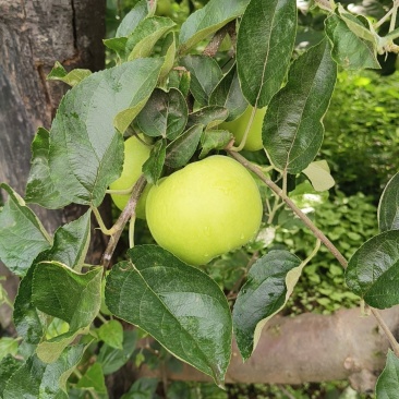 青苹果