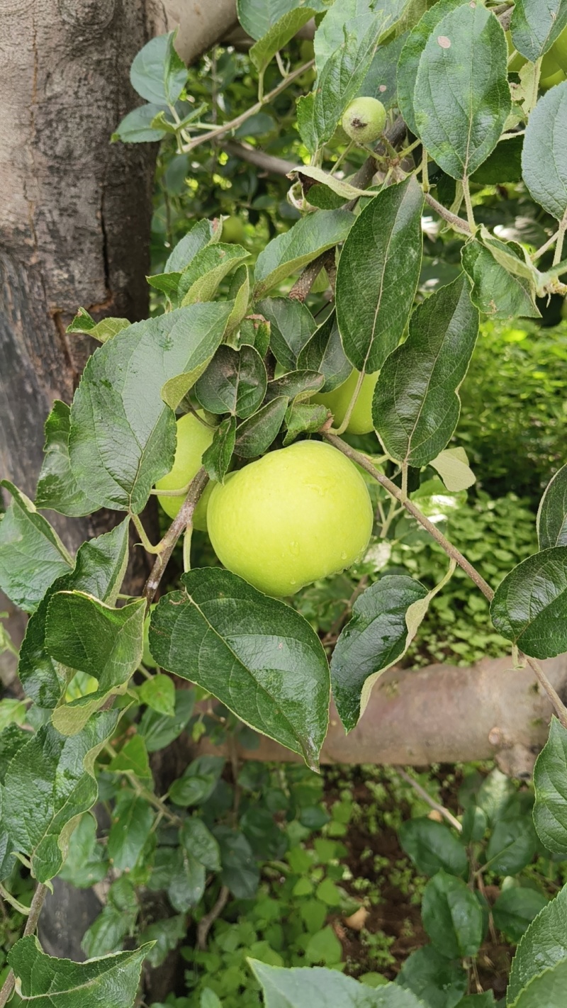 青苹果