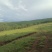 宾川高山沃柑