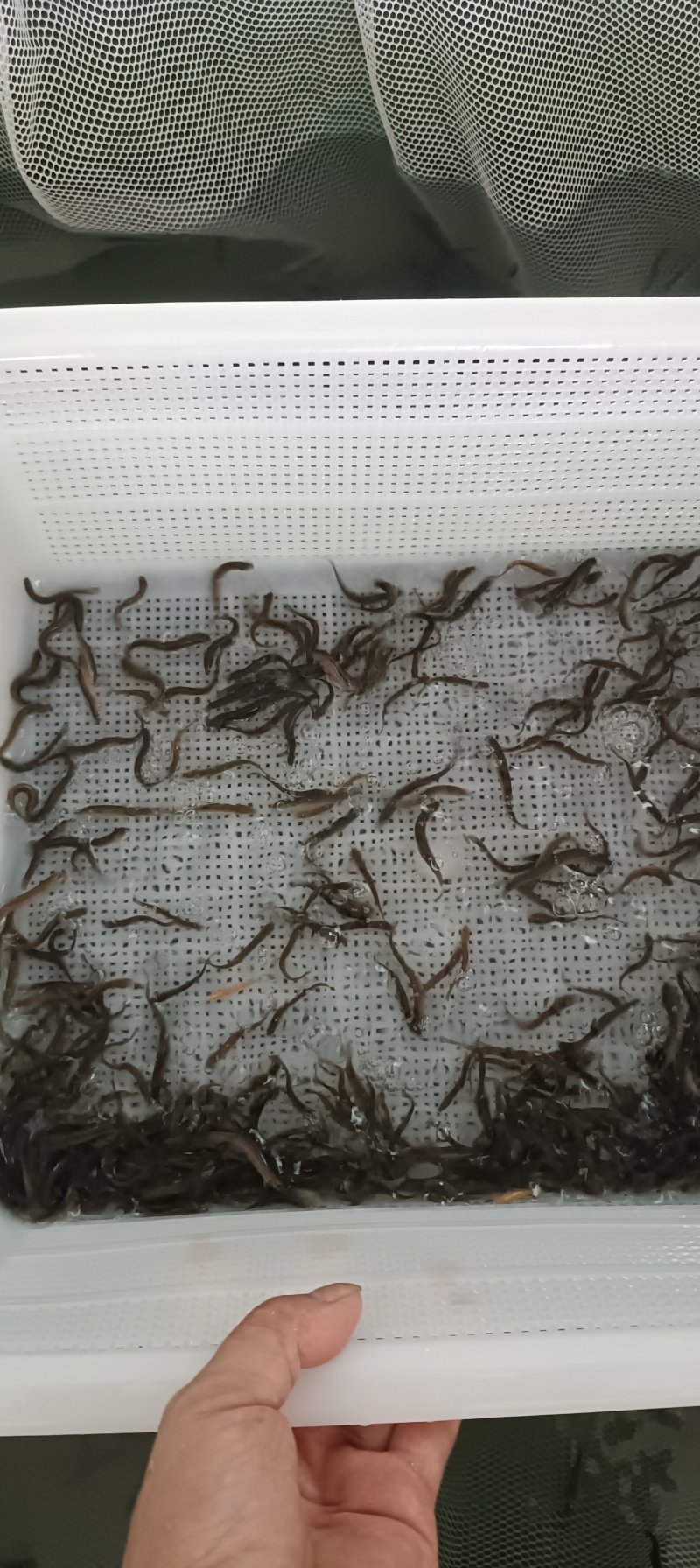 泥鳅处理，改行业了…
