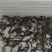 泥鳅处理，改行业了…