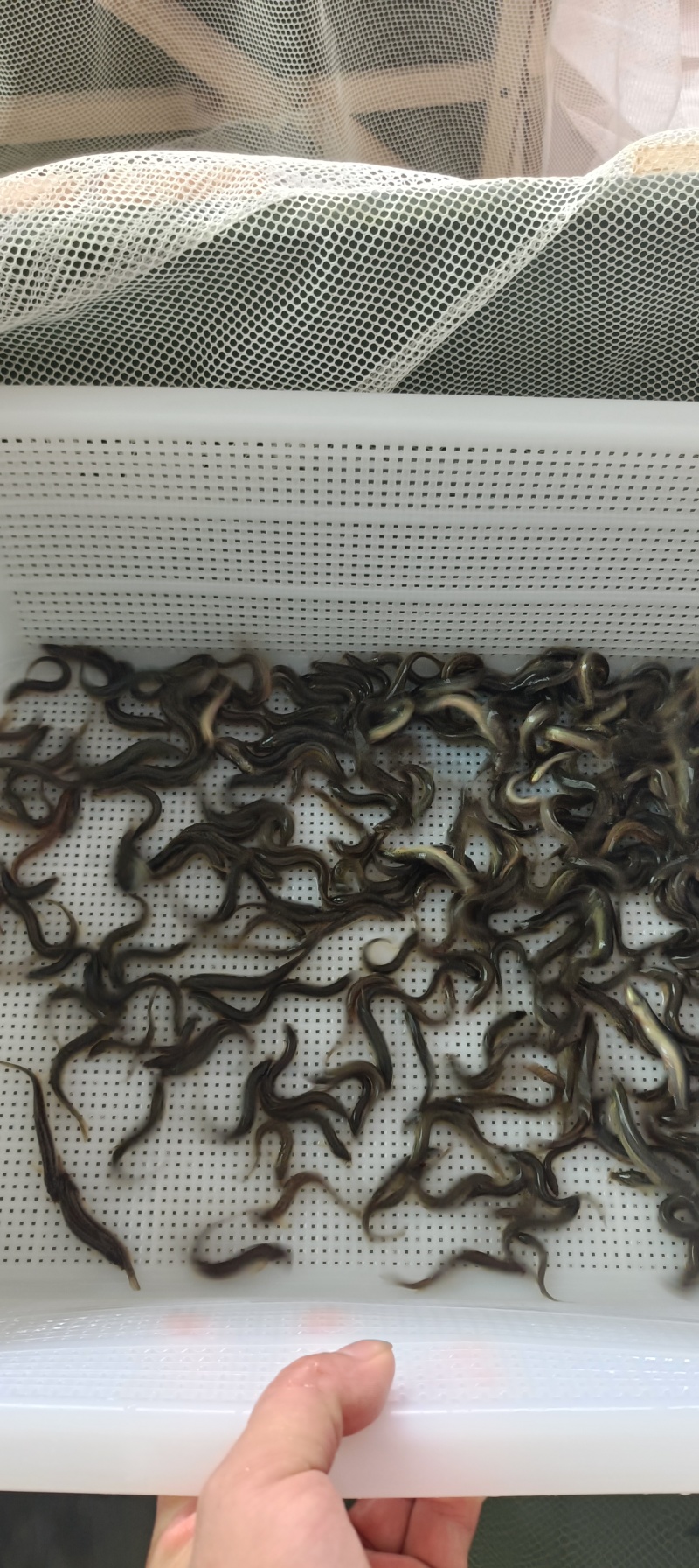 泥鳅处理，改行业了…