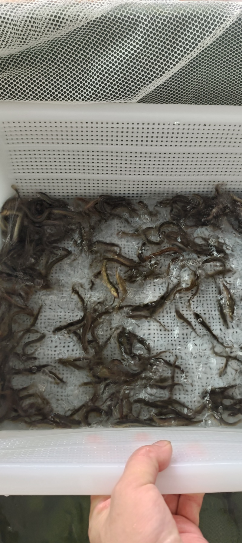 泥鳅处理，改行业了…