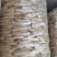 织金红托竹荪
