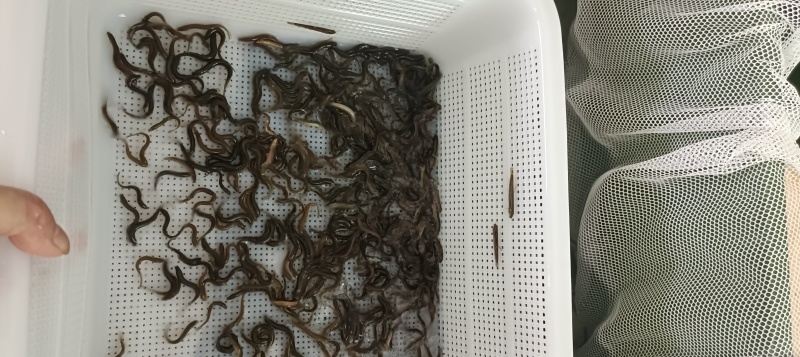 泥鳅处理，改行业了…