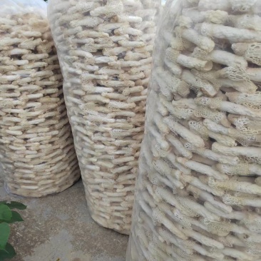 织金红托竹荪