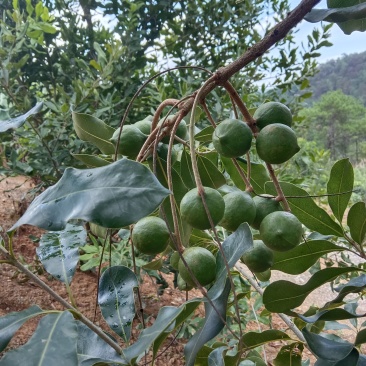 水果蔬菜