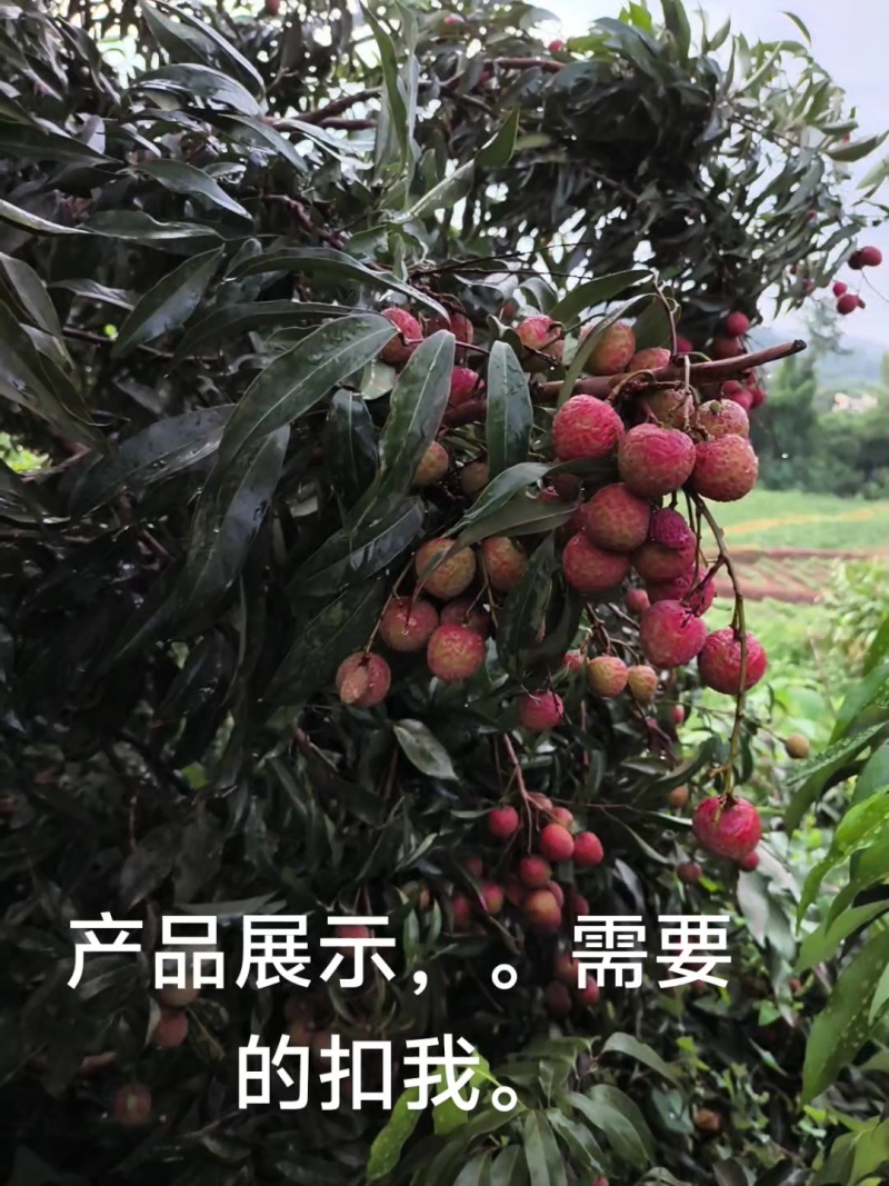 荔枝