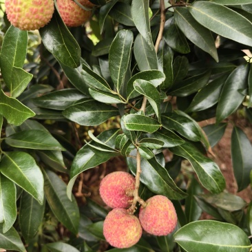 荔枝
