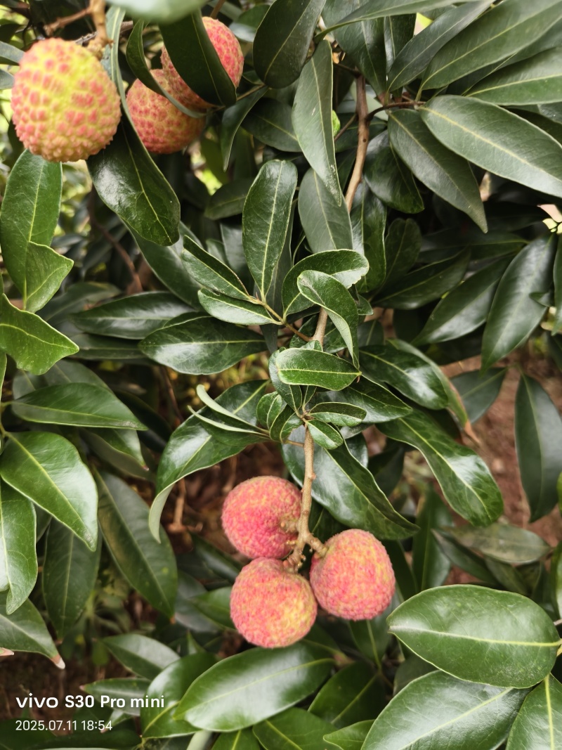 荔枝