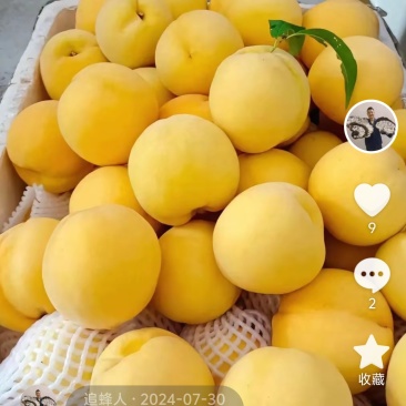 湖南株洲炎陵高山黄桃