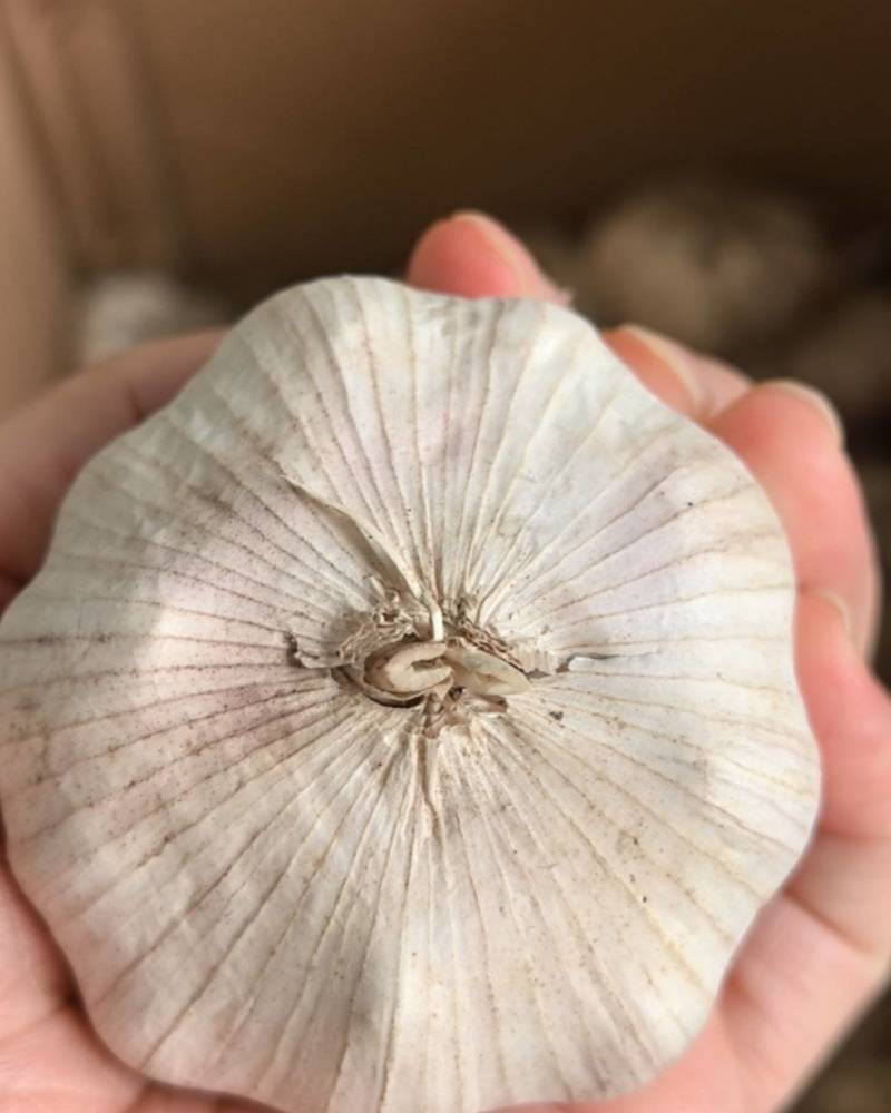 紫皮大蒜，3500斤