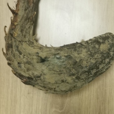 新疆肉苁蓉