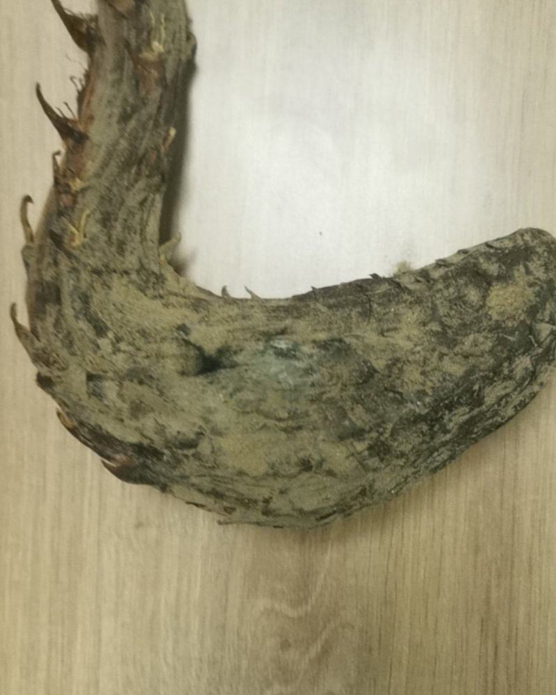 新疆肉苁蓉