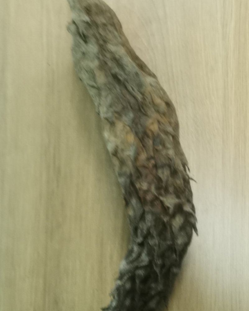 新疆肉苁蓉
