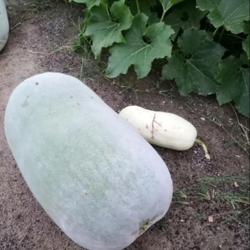 冬瓜