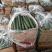 精品黄瓜干花
