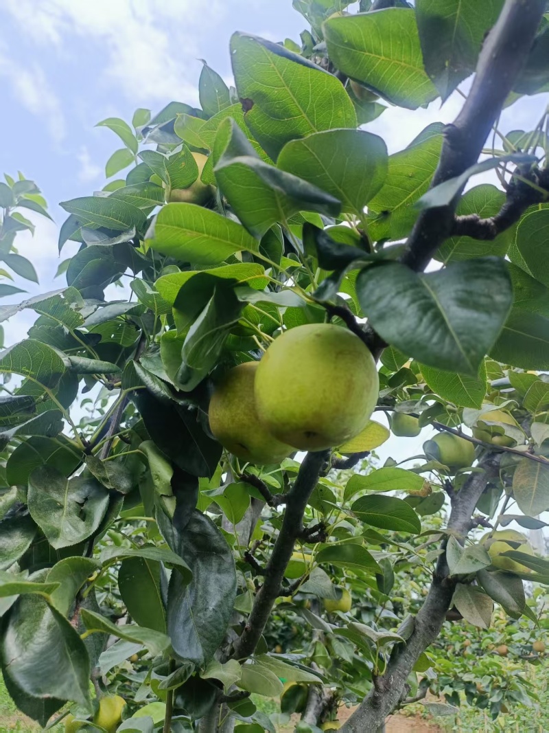 翠冠梨