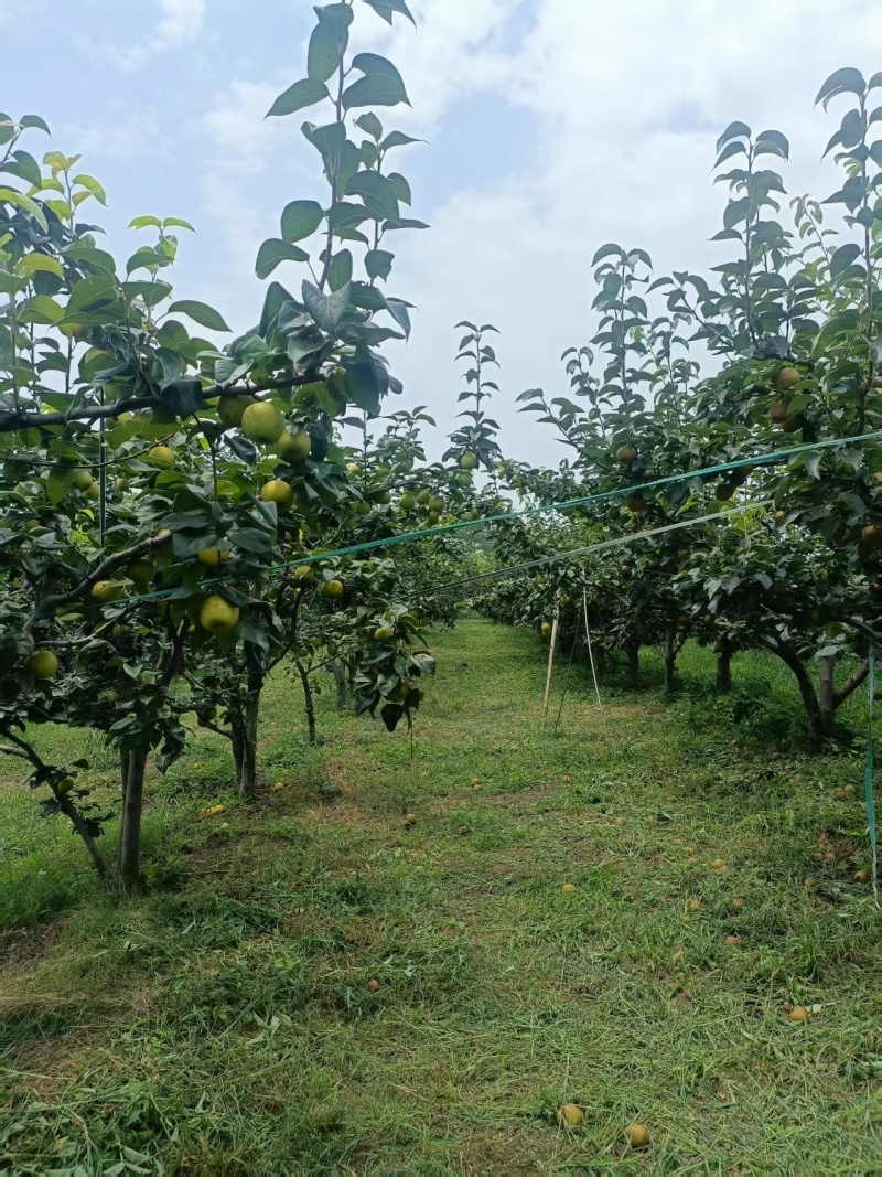 翠冠梨