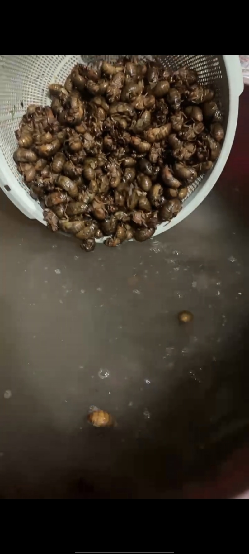 河南金蝉，脱壳白蝉