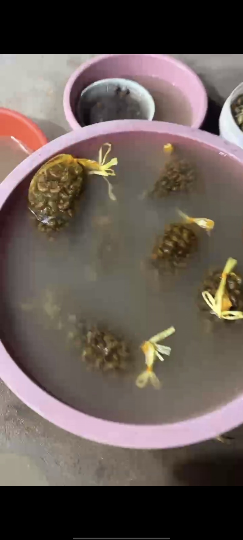 河南金蝉，脱壳白蝉