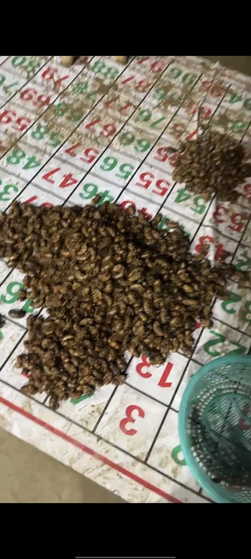 河南金蝉，脱壳白蝉