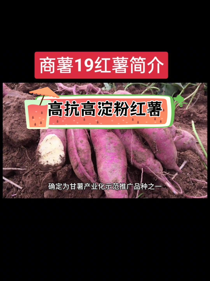 农家纯手工红薯粉丝***任何科技产品