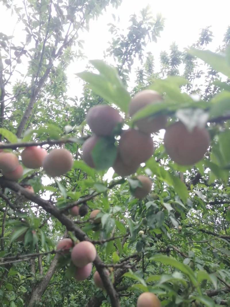 李子，红心三华李
