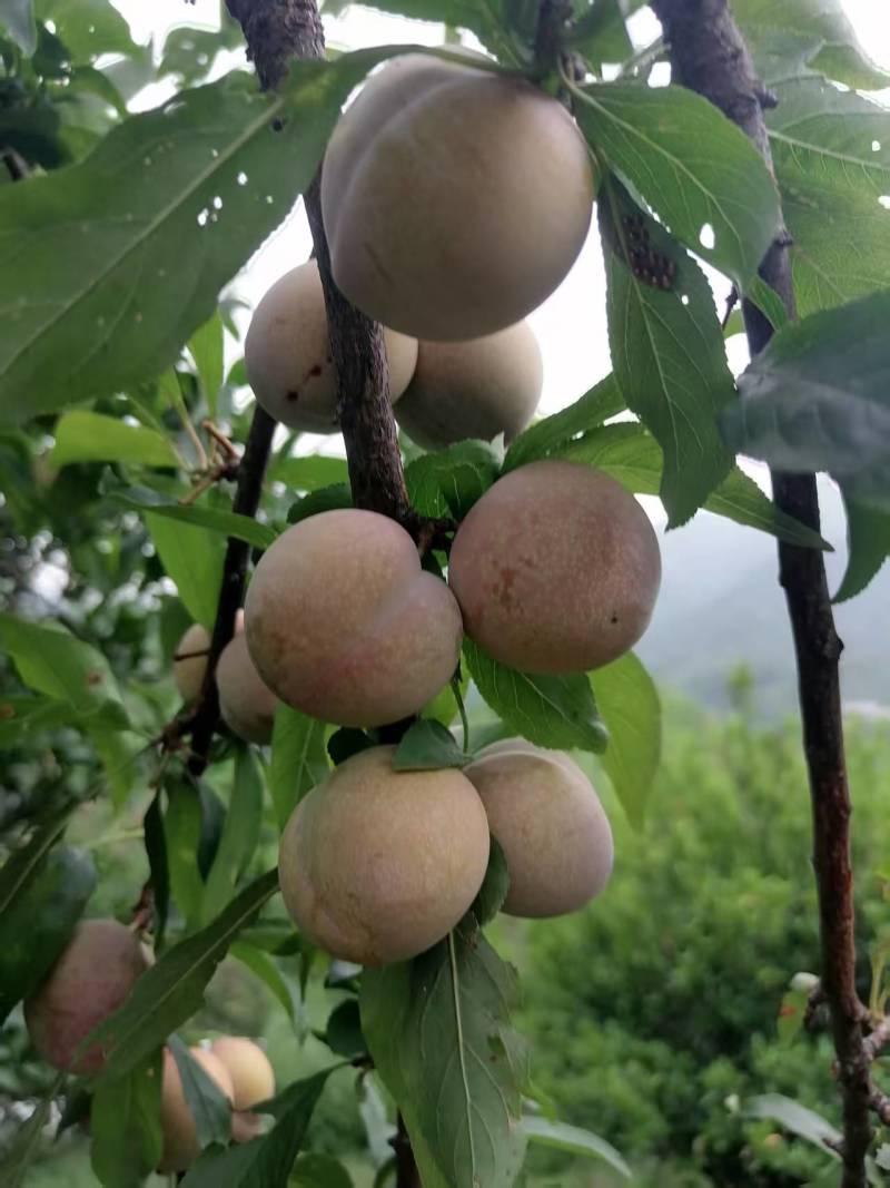 李子，红心三华李