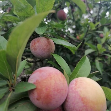 李子，红心三华李