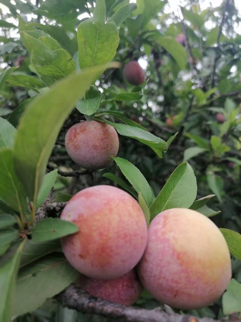 李子，红心三华李