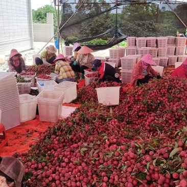 本地价格实惠凤花荔枝