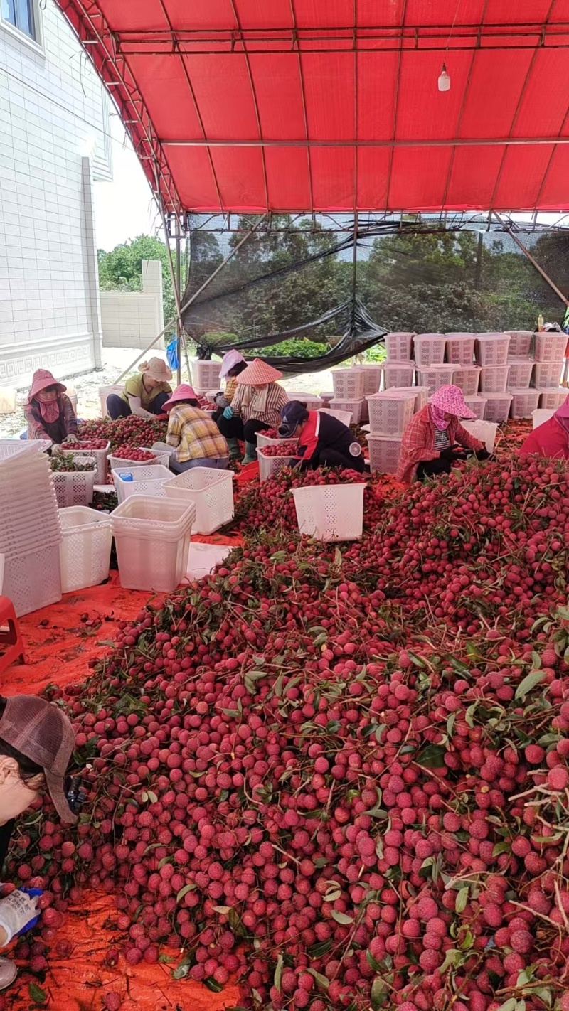 本地价格实惠凤花荔枝