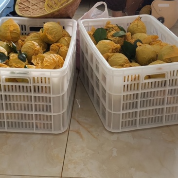 盐城香甜脆梨