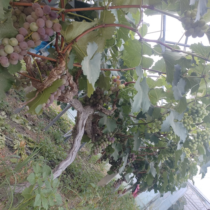葡萄