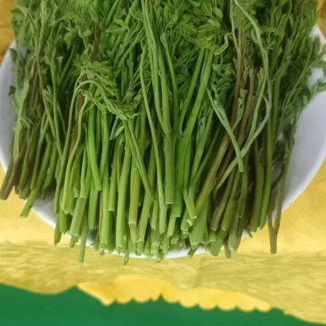 印尼种植园直供辣木叶，FOB,CIF交易均可