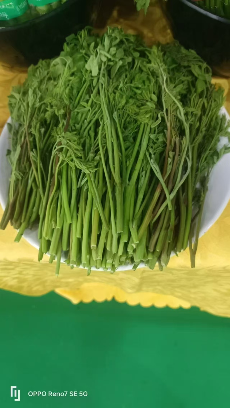 印尼种植园直供辣木叶，FOB,CIF交易均可
