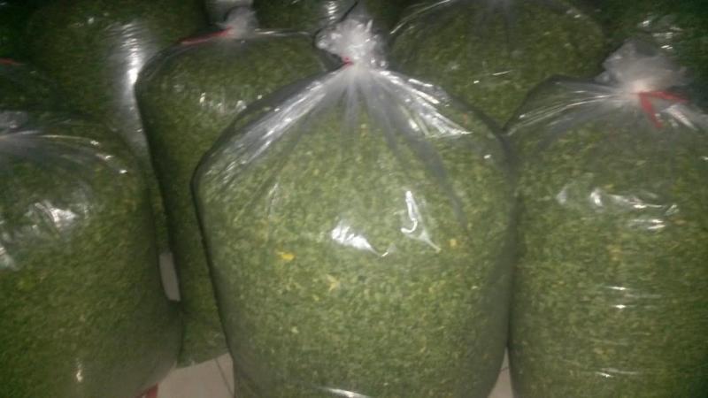 印尼种植园直供辣木叶，FOB,CIF交易均可