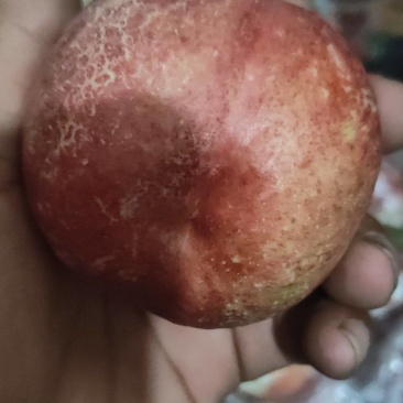 中油26油桃