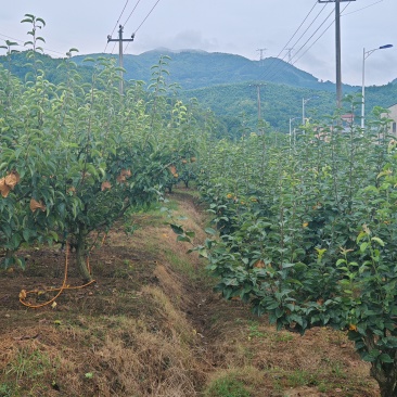 浦阳蜜梨。平均8两—1斤/一个