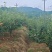 浦阳蜜梨。平均8两—1斤/一个
