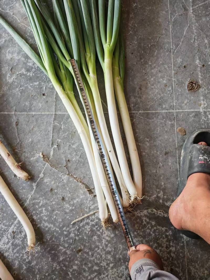 刚葱精品葱，没有任何质量问题