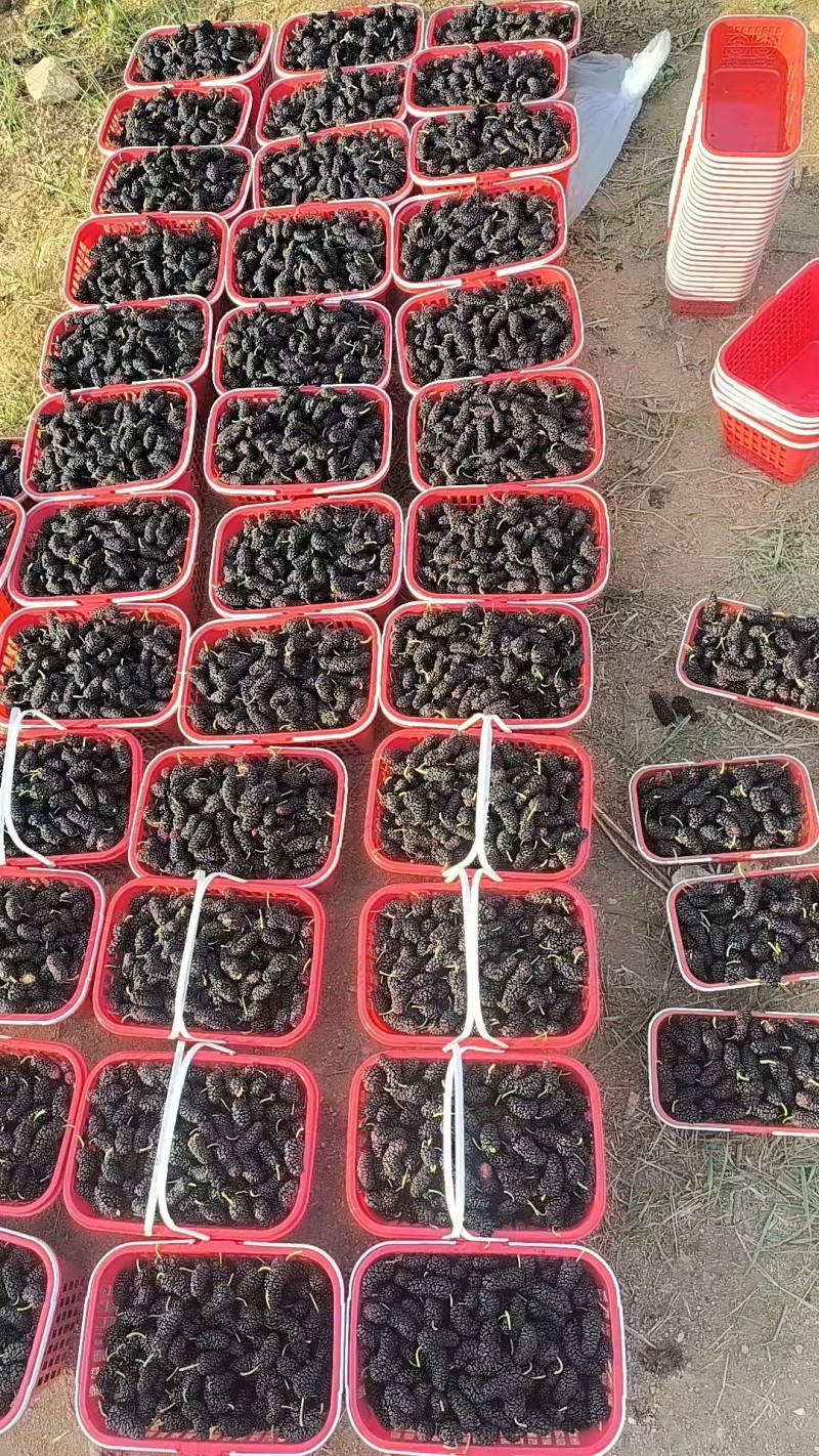 桑葚子