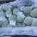新鲜翠冠梨